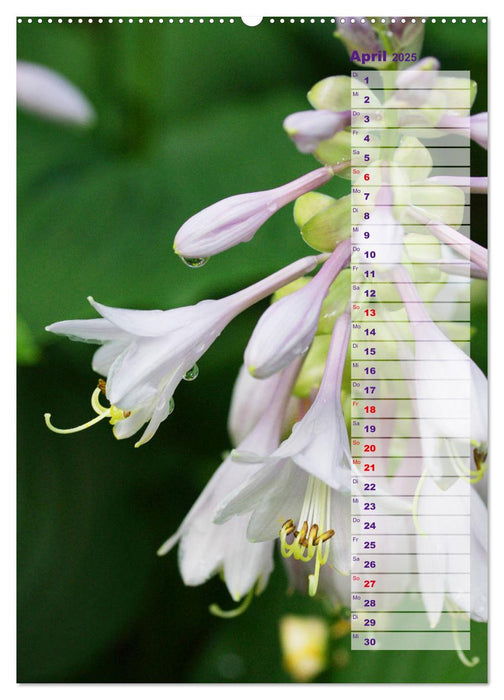 Hostas Herzblattlilien Funkien (CALVENDO Premium Wandkalender 2025)