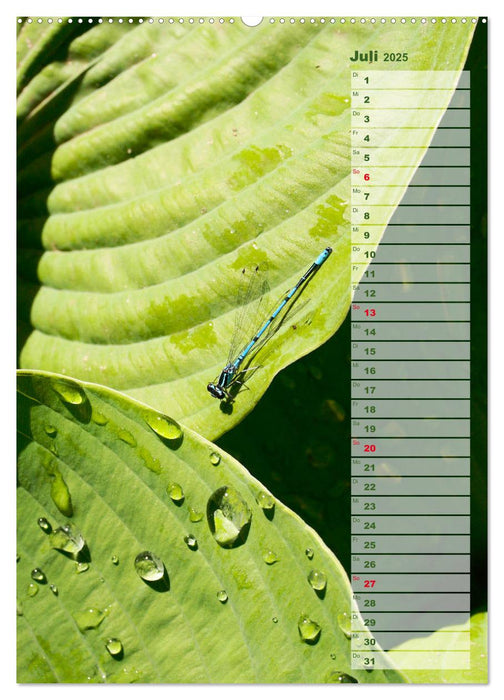 Hostas Herzblattlilien Funkien (CALVENDO Premium Wandkalender 2025)
