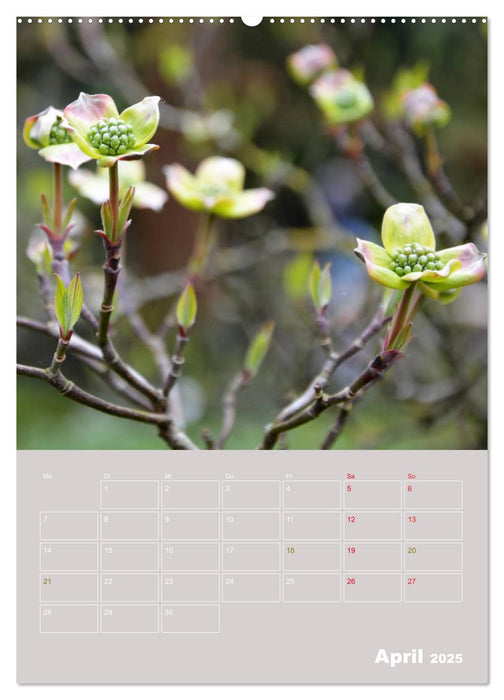 Japanischer Garten in Leverkusen (CALVENDO Premium Wandkalender 2025)