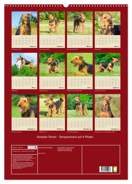 Airedale Terrier - Temperament auf 4 Pfoten (CALVENDO Wandkalender 2025)