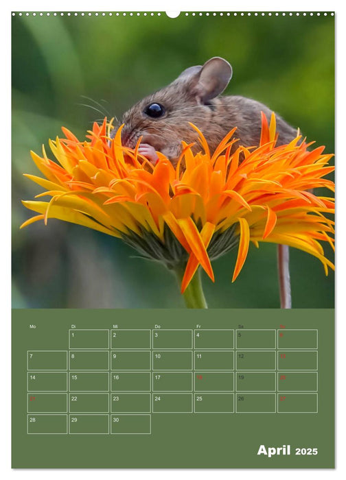 Die kleine Welt der Wildmäuse (CALVENDO Wandkalender 2025)