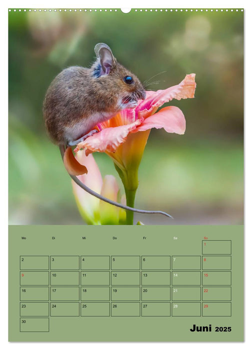 Die kleine Welt der Wildmäuse (CALVENDO Wandkalender 2025)