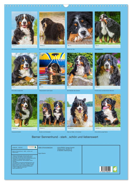 Berner Sennenhund - stark , schön und liebenswert (CALVENDO Wandkalender 2025)