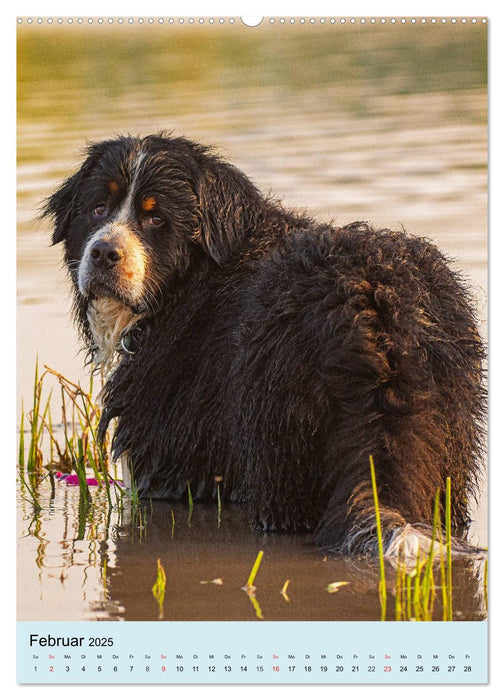 Berner Sennenhund - stark , schön und liebenswert (CALVENDO Wandkalender 2025)