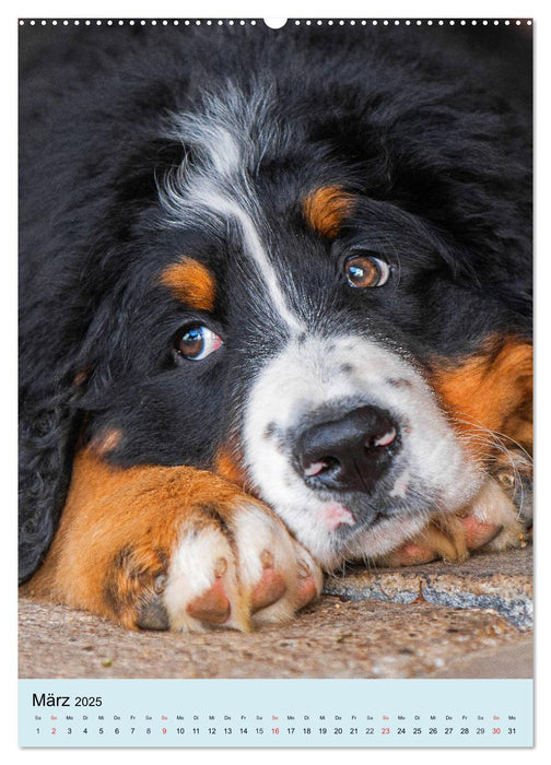 Berner Sennenhund - stark , schön und liebenswert (CALVENDO Wandkalender 2025)