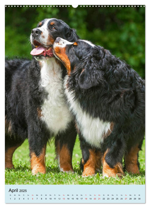 Berner Sennenhund - stark , schön und liebenswert (CALVENDO Wandkalender 2025)