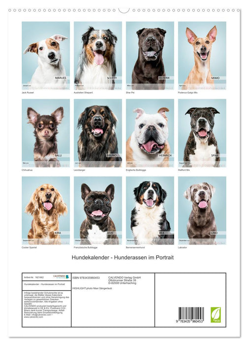 Hundekalender - Hunderassen im Portrait (CALVENDO Premium Wandkalender 2025)