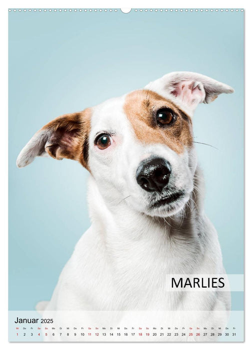 Hundekalender - Hunderassen im Portrait (CALVENDO Premium Wandkalender 2025)