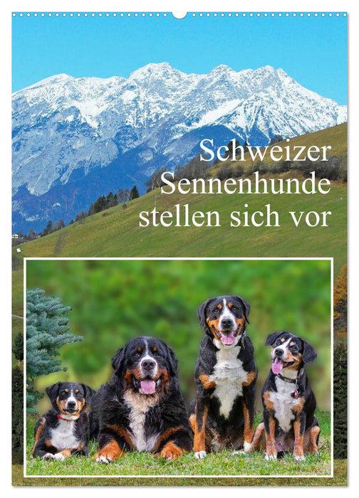 Schweizer Sennenhunde stellen sich vor (CALVENDO Wandkalender 2025)