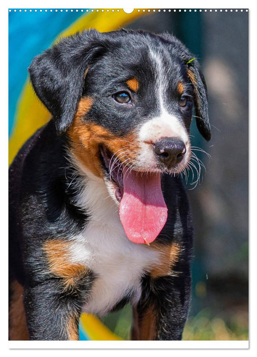 Schweizer Sennenhunde stellen sich vor (CALVENDO Wandkalender 2025)