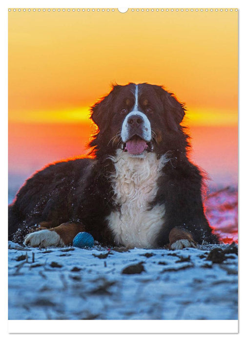 Schweizer Sennenhunde stellen sich vor (CALVENDO Wandkalender 2025)