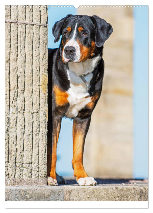 Schweizer Sennenhunde stellen sich vor (CALVENDO Wandkalender 2025)