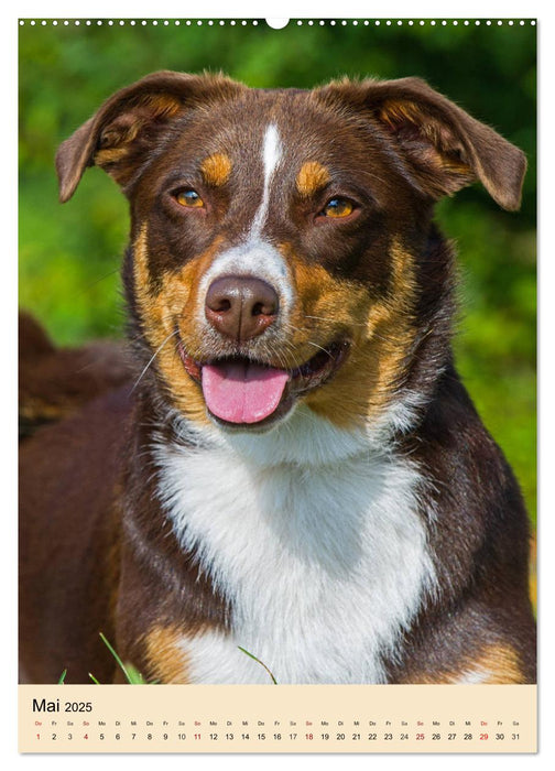 Schweizer Sennenhunde stellen sich vor (CALVENDO Wandkalender 2025)