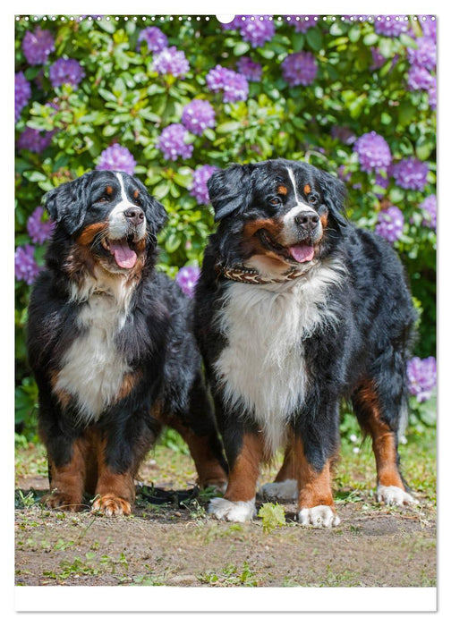 Schweizer Sennenhunde stellen sich vor (CALVENDO Wandkalender 2025)