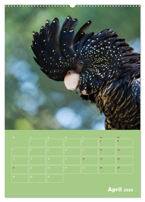 Die bunte Vielfalt der Papageienvögel (CALVENDO Premium Wandkalender 2025)