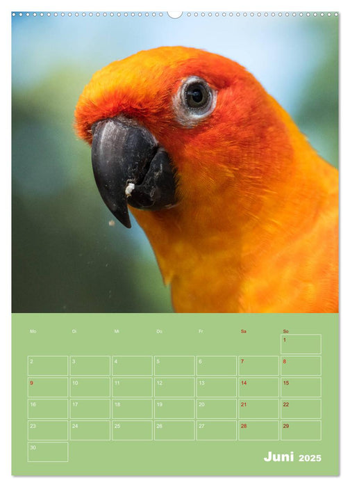 Die bunte Vielfalt der Papageienvögel (CALVENDO Premium Wandkalender 2025)