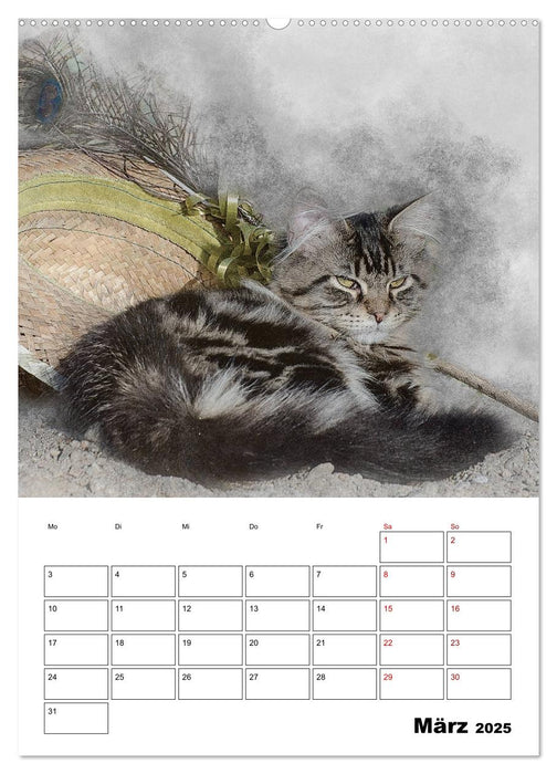 Maine Coon Katzen (CALVENDO Premium Wandkalender 2025)