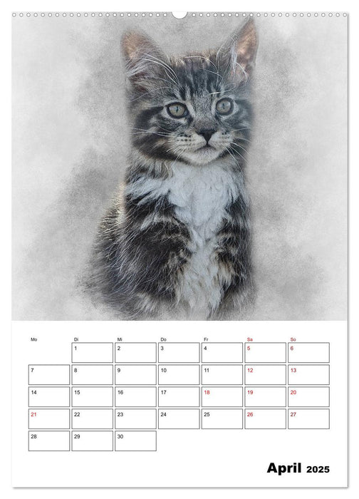 Maine Coon Katzen (CALVENDO Premium Wandkalender 2025)