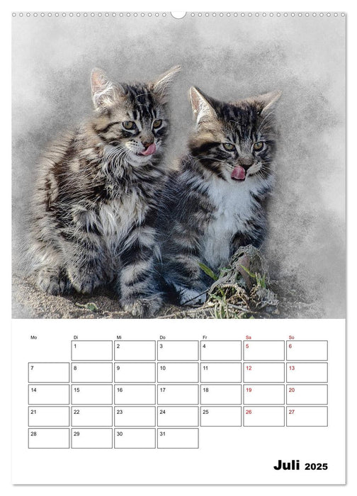 Maine Coon Katzen (CALVENDO Premium Wandkalender 2025)