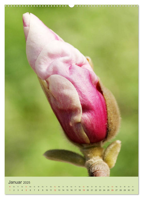 Magnolientraum (CALVENDO Premium Wandkalender 2025)