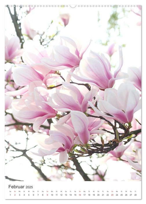 Magnolientraum (CALVENDO Premium Wandkalender 2025)