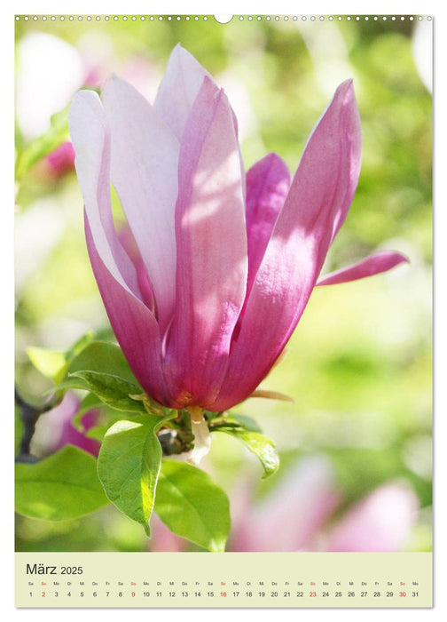 Magnolientraum (CALVENDO Premium Wandkalender 2025)