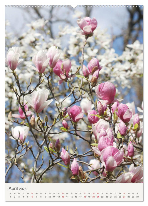 Magnolientraum (CALVENDO Premium Wandkalender 2025)