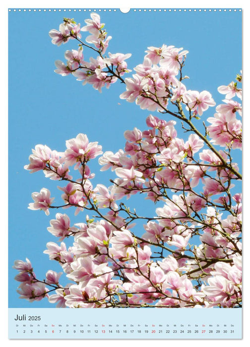 Magnolientraum (CALVENDO Premium Wandkalender 2025)