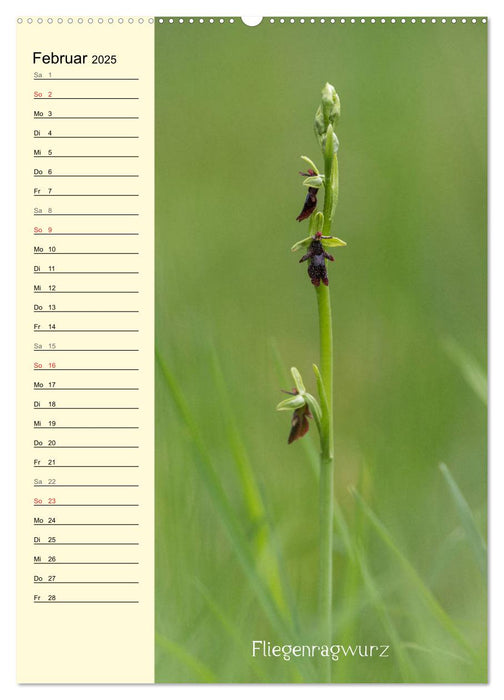 Wildwachsende Orchideen in Bayern (CALVENDO Premium Wandkalender 2025)