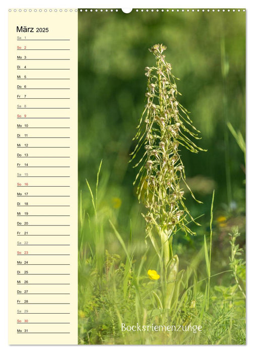 Wildwachsende Orchideen in Bayern (CALVENDO Premium Wandkalender 2025)