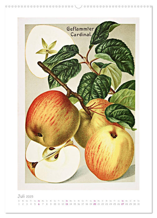 Äpfel/Appels. Alte ostfriesische Sorten (CALVENDO Premium Wandkalender 2025)