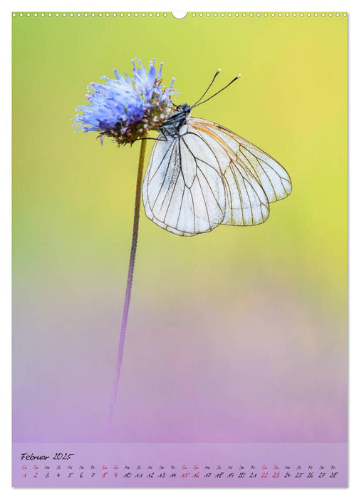 Kunterbuntes Gartenleben - Schmetterlinge in Gärten und Parks (CALVENDO Premium Wandkalender 2025)