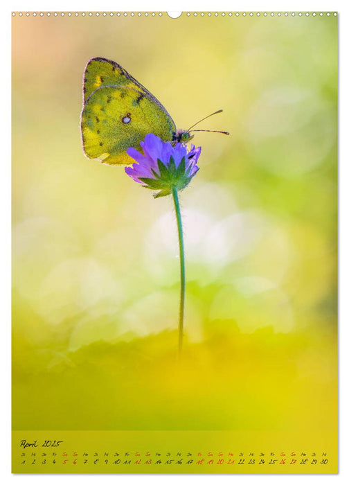 Kunterbuntes Gartenleben - Schmetterlinge in Gärten und Parks (CALVENDO Premium Wandkalender 2025)