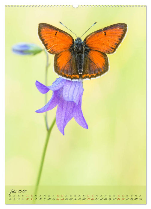 Kunterbuntes Gartenleben - Schmetterlinge in Gärten und Parks (CALVENDO Premium Wandkalender 2025)