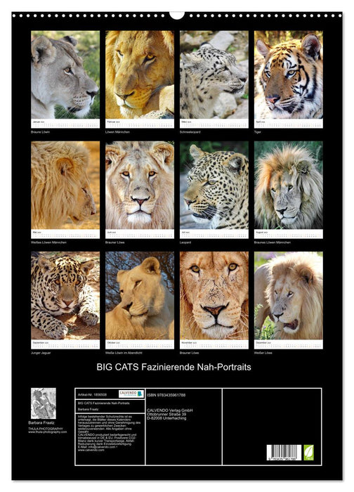 BIG CATS Fazinierende Nah-Portraits (CALVENDO Wandkalender 2025)