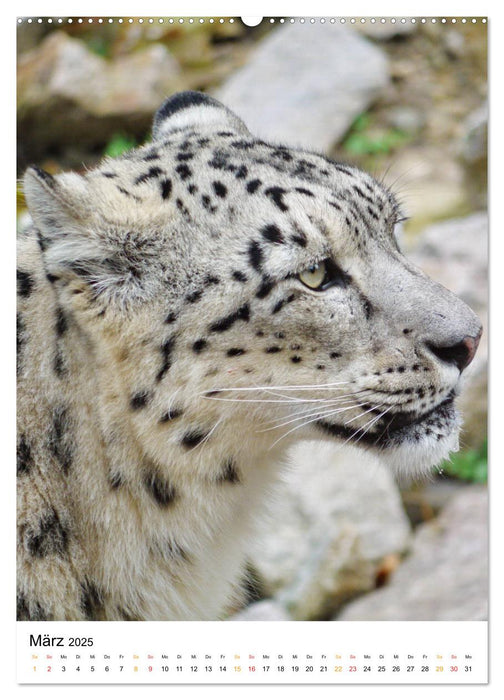 BIG CATS Fazinierende Nah-Portraits (CALVENDO Wandkalender 2025)