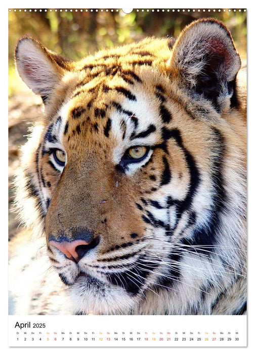 BIG CATS Fazinierende Nah-Portraits (CALVENDO Wandkalender 2025)