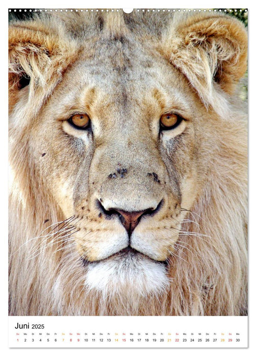 BIG CATS Fazinierende Nah-Portraits (CALVENDO Wandkalender 2025)