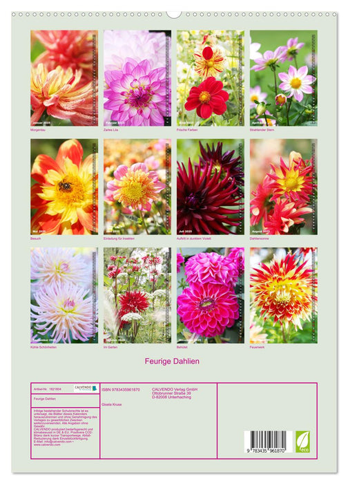 Feurige Dahlien (CALVENDO Premium Wandkalender 2025)