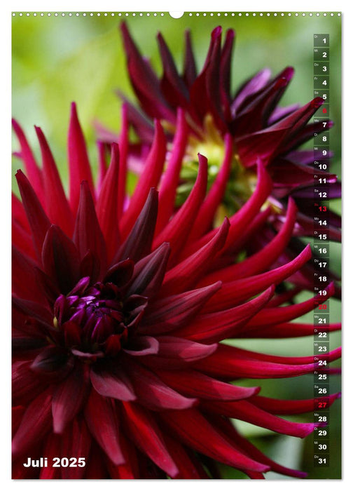 Feurige Dahlien (CALVENDO Premium Wandkalender 2025)