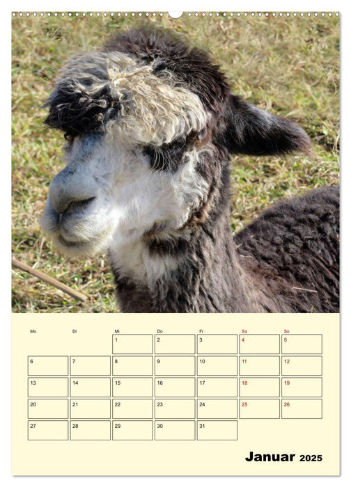 Alpakas erleben (CALVENDO Wandkalender 2025)