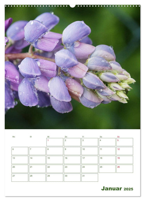 Lupinensommer (CALVENDO Premium Wandkalender 2025)