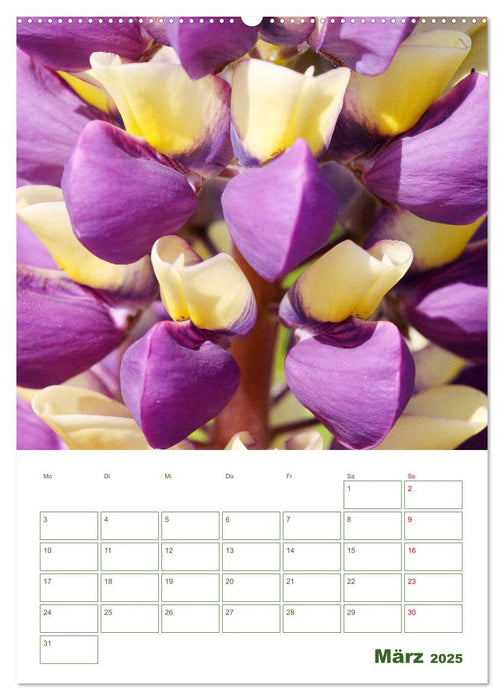 Lupinensommer (CALVENDO Premium Wandkalender 2025)