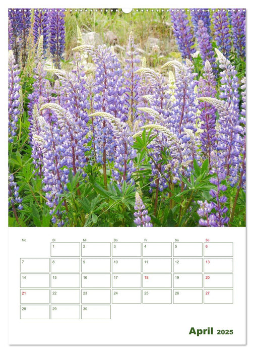 Lupinensommer (CALVENDO Premium Wandkalender 2025)