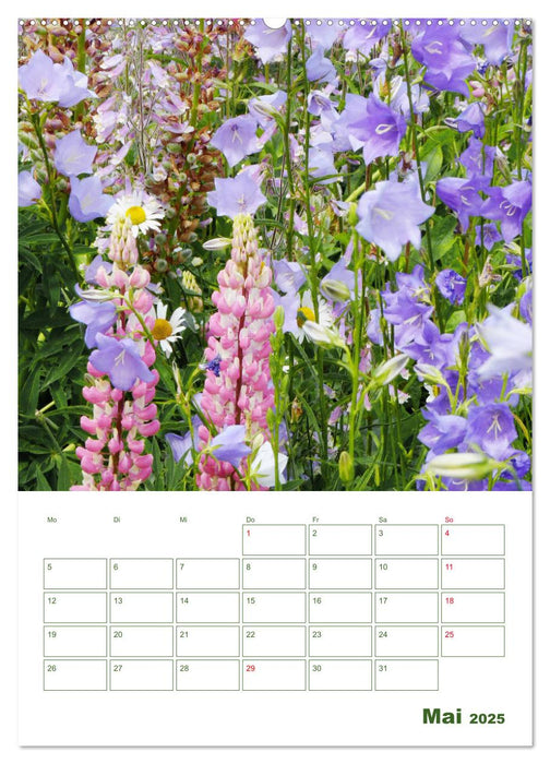 Lupinensommer (CALVENDO Premium Wandkalender 2025)