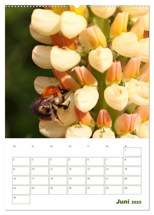 Lupinensommer (CALVENDO Premium Wandkalender 2025)