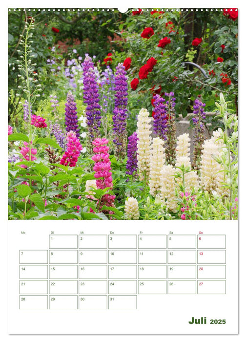 Lupinensommer (CALVENDO Premium Wandkalender 2025)