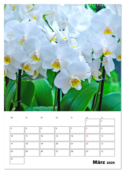 Orchideen - Tropische Schönheiten (CALVENDO Premium Wandkalender 2025)