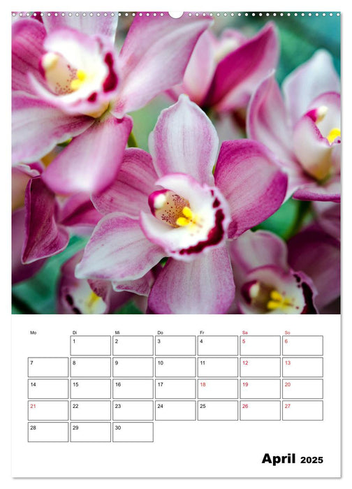 Orchideen - Tropische Schönheiten (CALVENDO Premium Wandkalender 2025)