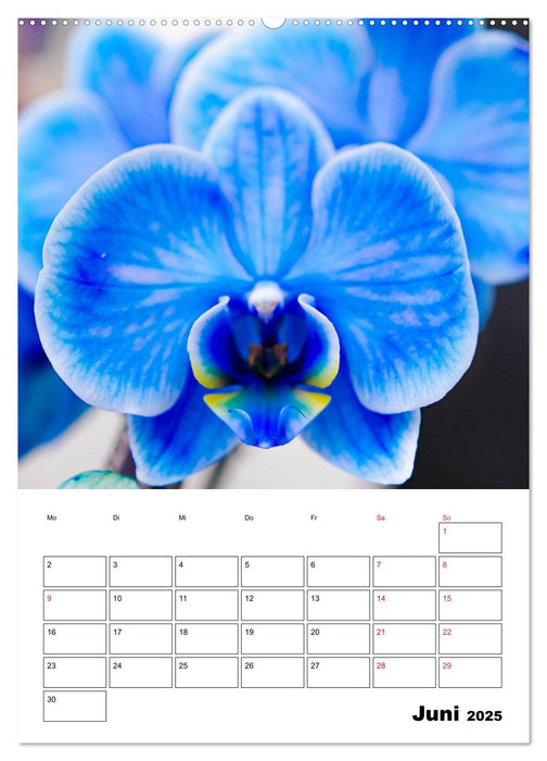 Orchideen - Tropische Schönheiten (CALVENDO Premium Wandkalender 2025)